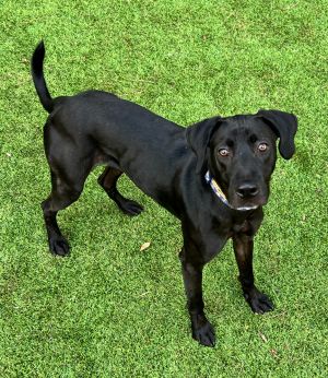 Warren Labrador Retriever Dog