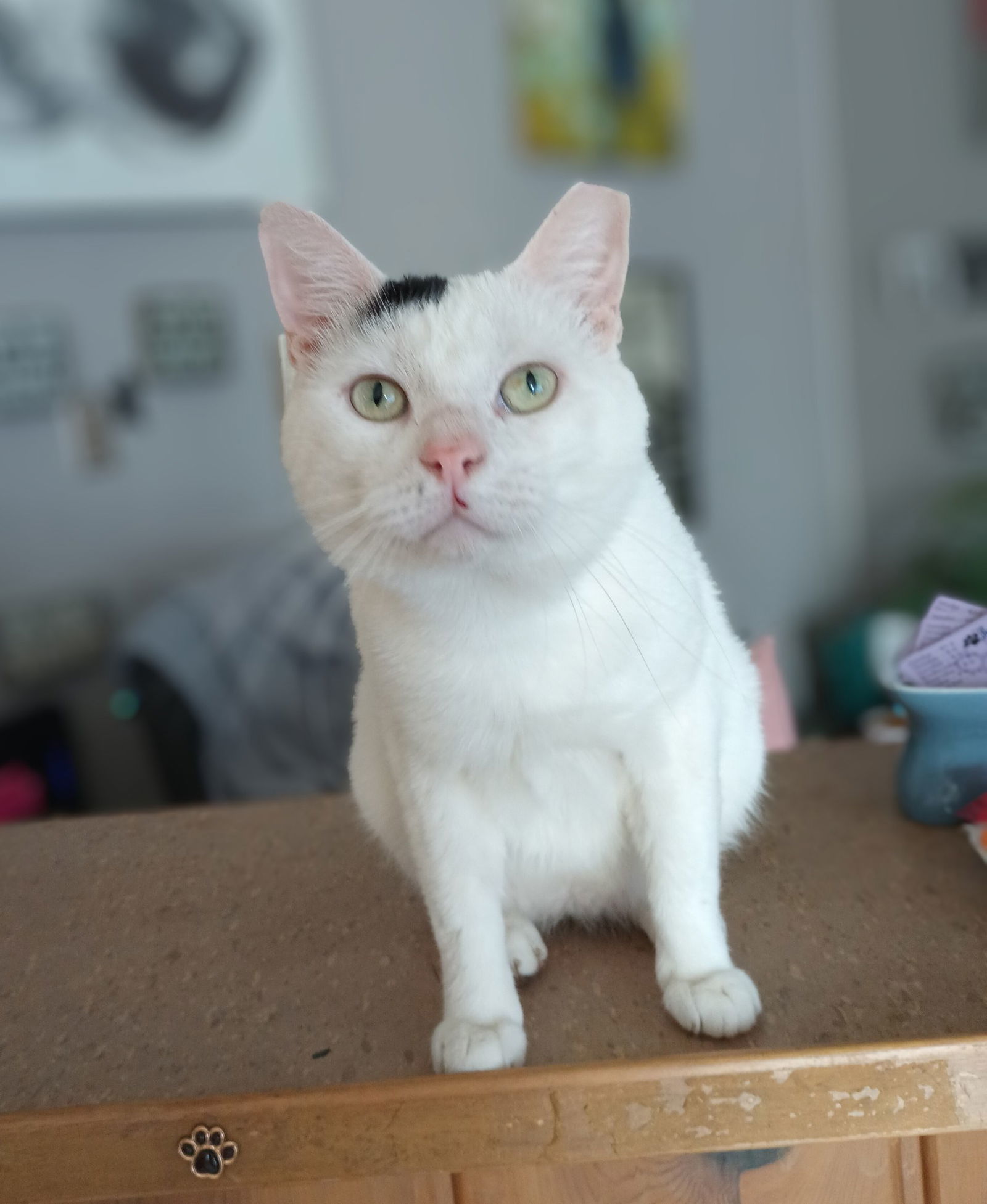 NEAL, an adoptable Domestic Short Hair in San Antonio, TX, 78216 | Photo Image 1