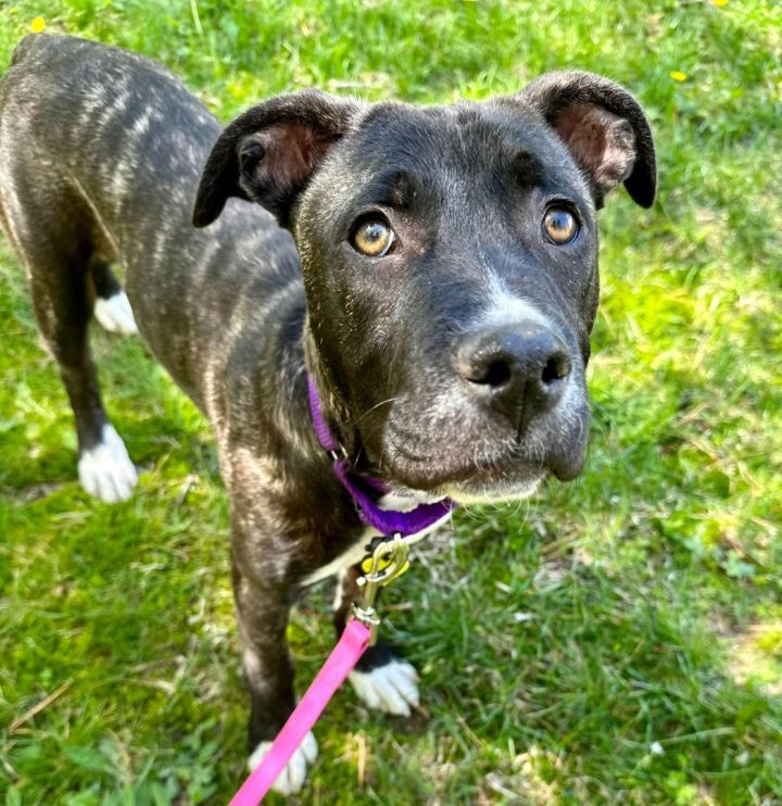 Clarice *HERE IN NH*, an adoptable Mixed Breed in Northwood, NH_image-1