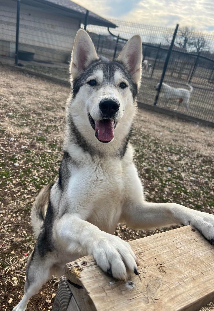 Brandy H, an adoptable Husky in Auburn, NE, 68305 | Photo Image 4