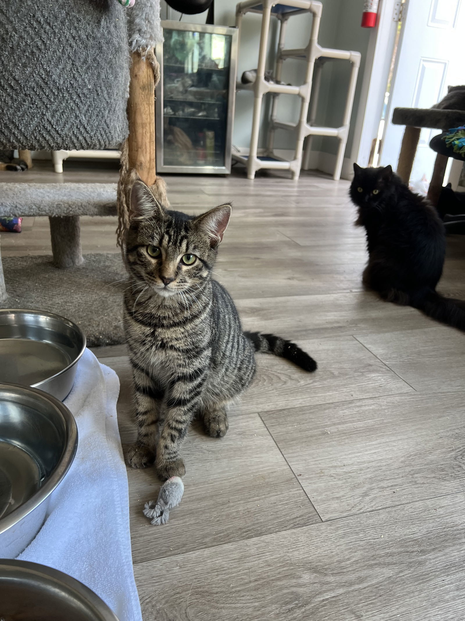 Robby, an adoptable Domestic Short Hair in Naples, FL, 34116 | Photo Image 1
