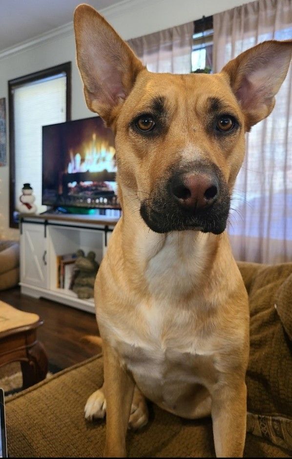 Dingo store mix puppy