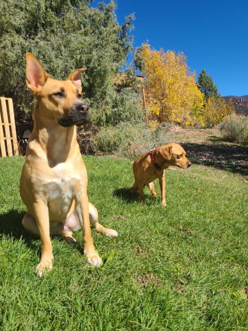 Dingo, an adoptable Black Mouth Cur in Basalt, CO, 81621 | Photo Image 4