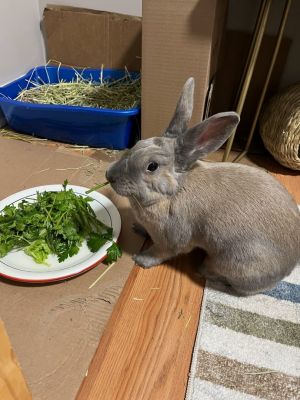 Stormy is a beautiful medium-large female with a blue-grey and cream coat and an outgoing curious p