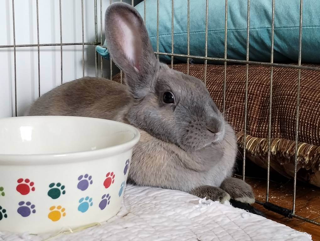 Rabbit for adoption Stormy, a Bunny Rabbit in New York, NY Petfinder