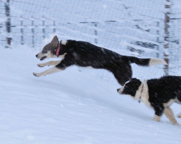 Dog for adoption - SKITTLES, a Siberian Husky & Border Collie Mix