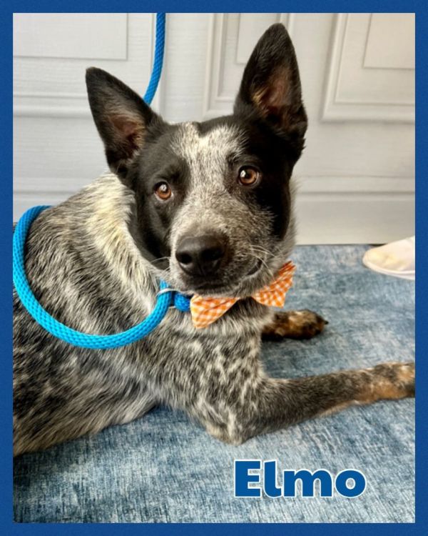 Elmo