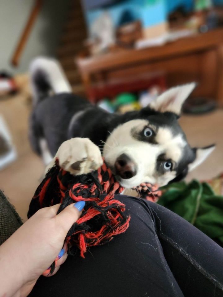 Sasha, an adoptable Husky in Omaha, NE_image-1