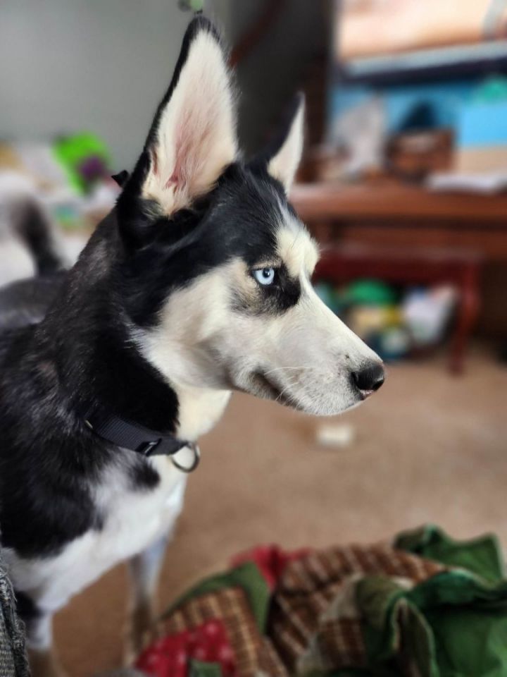 Sasha 4