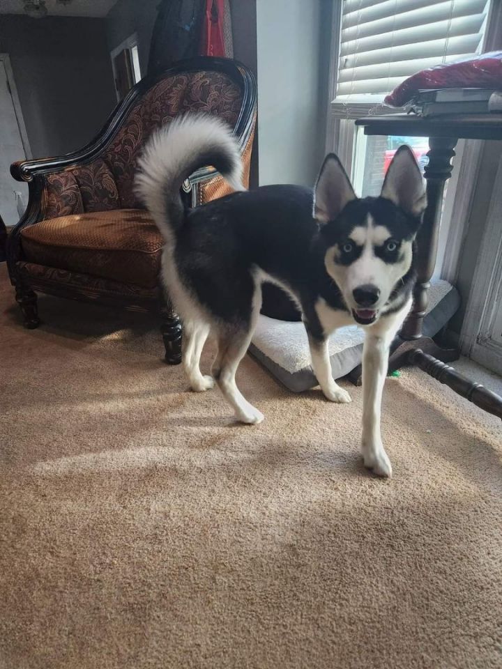 Sasha, an adopted Husky in Omaha, NE_image-5