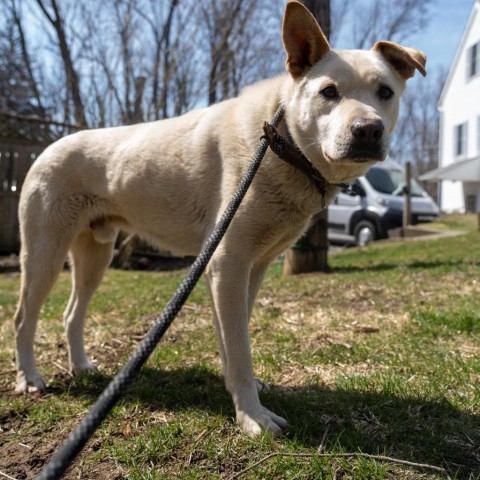 Jupiter, an adoptable Yellow Labrador Retriever & Jindo Mix in Patterson, NY_image-2