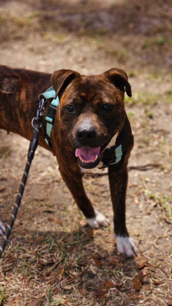 Bo Peep, an adoptable Mixed Breed in Lakeland, FL, 33813 | Photo Image 4