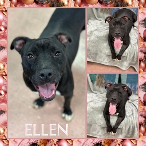 Ellen, an adoptable Pit Bull Terrier in Fort Smith, AR, 72916 | Photo Image 1