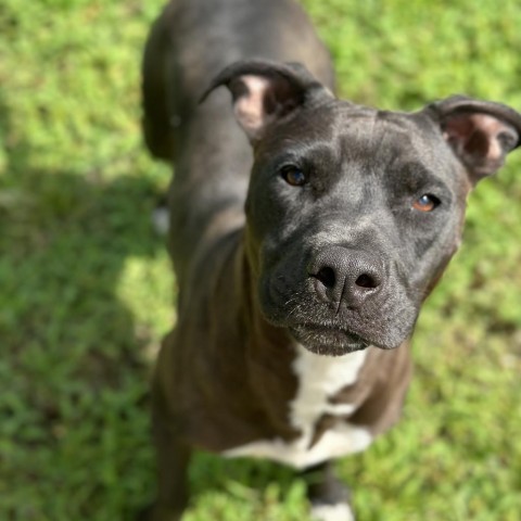 Ellen, an adoptable Pit Bull Terrier in Fort Smith, AR, 72916 | Photo Image 4