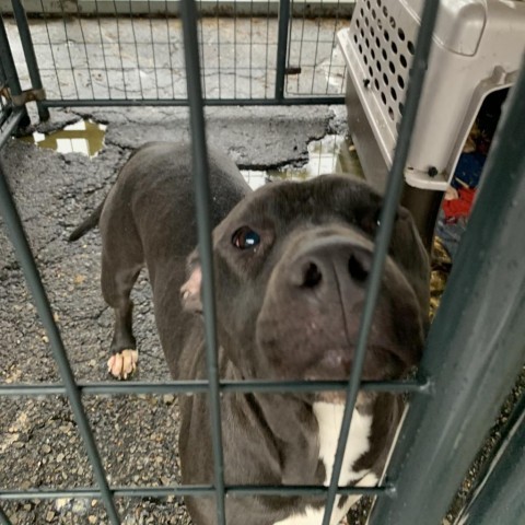 Ellen, an adoptable Pit Bull Terrier in Fort Smith, AR, 72916 | Photo Image 5