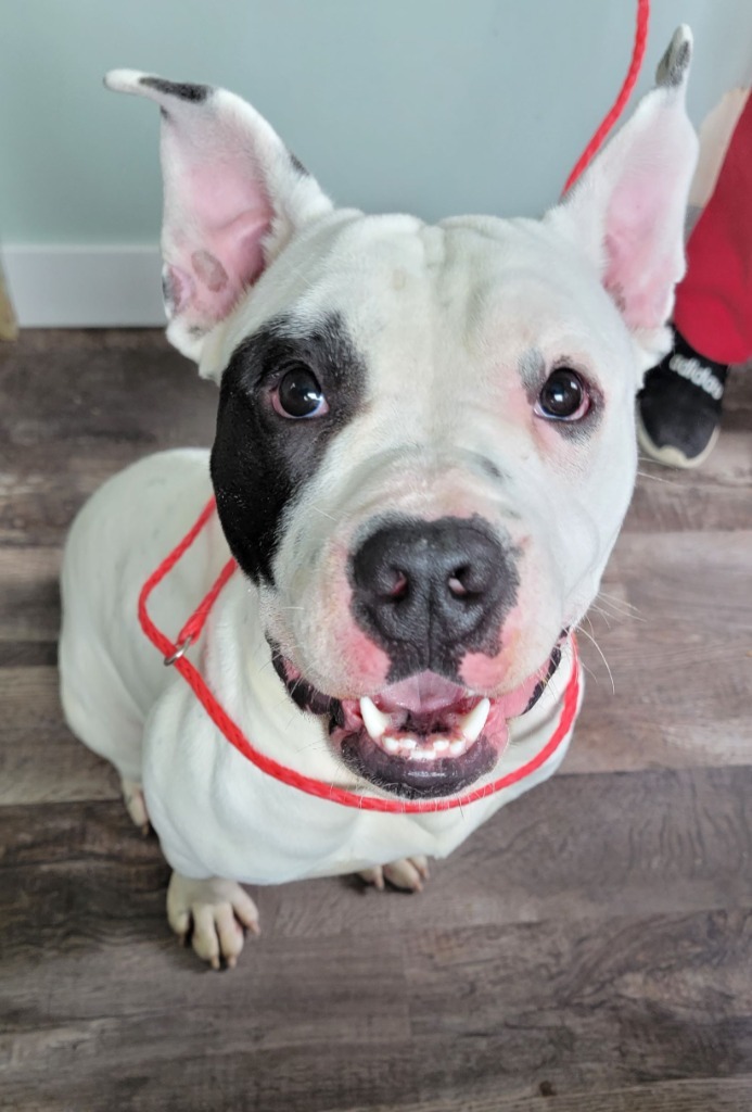 Oscar, an adoptable English Bulldog in Genoa, IL, 60135 | Photo Image 1