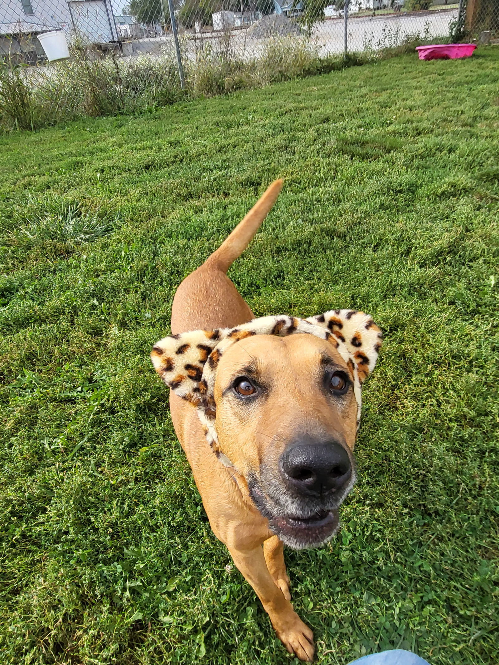 Lulu, an adoptable Mixed Breed in Fairfield, IL, 62837 | Photo Image 2