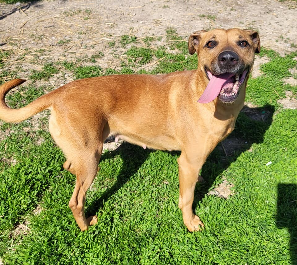 Lulu, an adoptable Mixed Breed in Fairfield, IL, 62837 | Photo Image 3