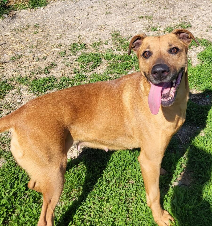 Lulu, an adoptable Mixed Breed in Fairfield, IL, 62837 | Photo Image 4