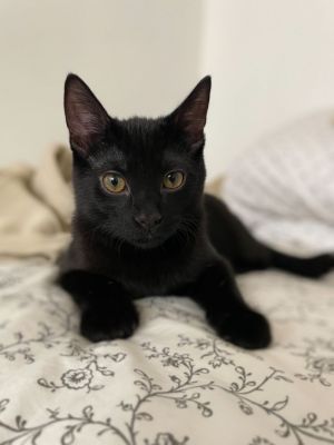 Binxie Bombay Cat