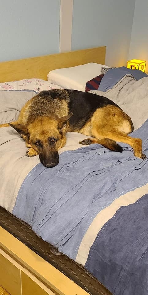 Roxy III (Summer II), an adoptable German Shepherd Dog in Fredonia, WI, 53021 | Photo Image 1