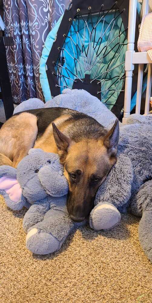 Roxy III (Summer II), an adoptable German Shepherd Dog in Fredonia, WI, 53021 | Photo Image 3