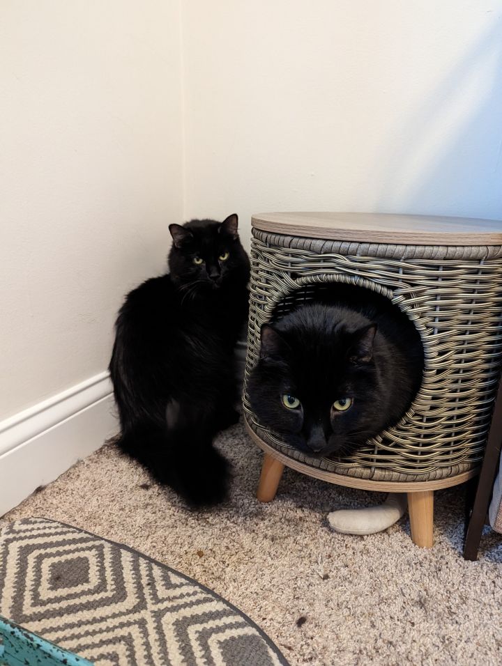 Henry & Henrietta, an adopted Domestic Long Hair in Cincinnati, OH_image-3