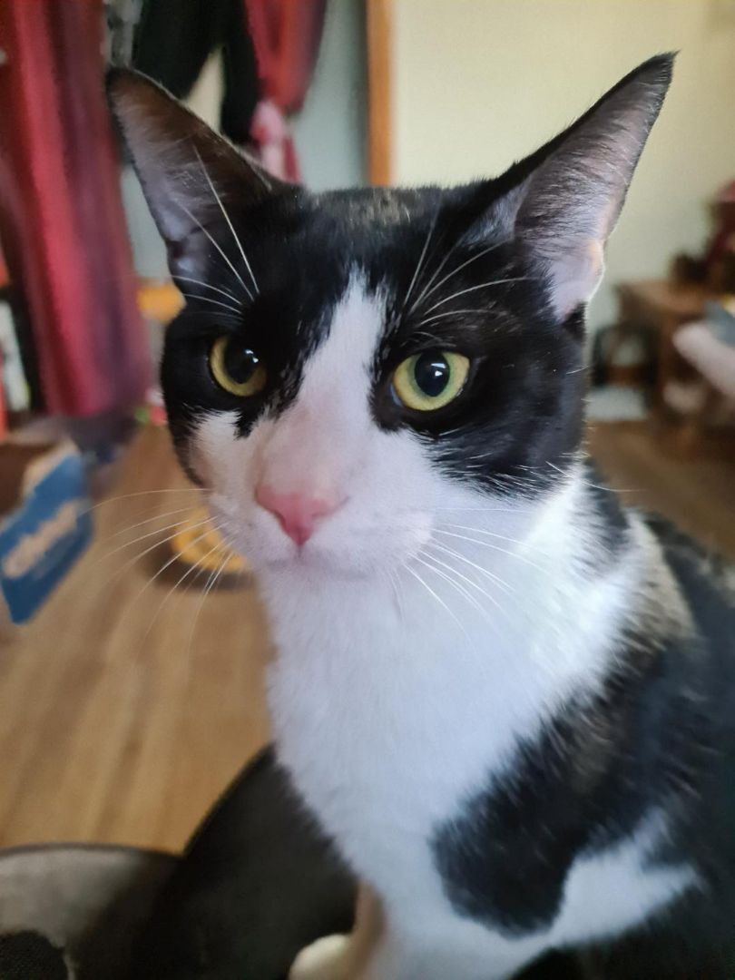 Cat for adoption - Axriel, a Tuxedo & Domestic Short Hair Mix in North ...