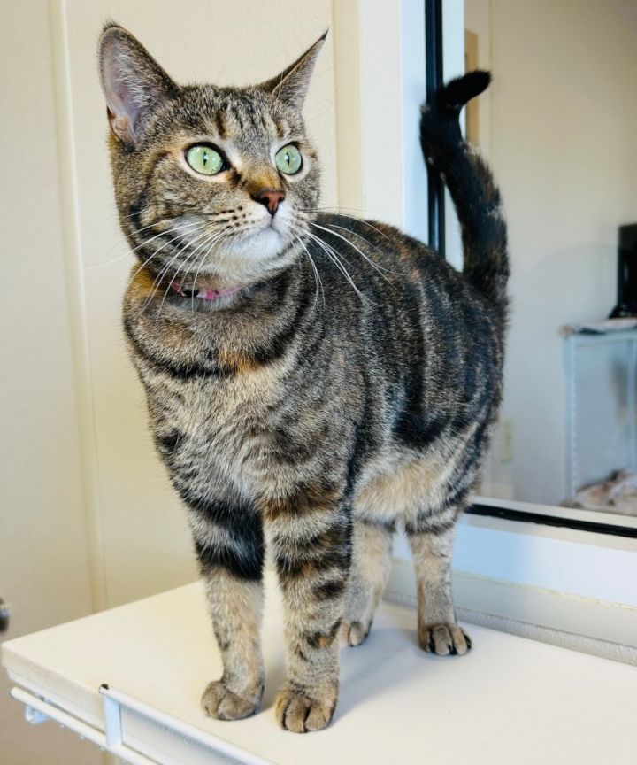 Phoebe 1