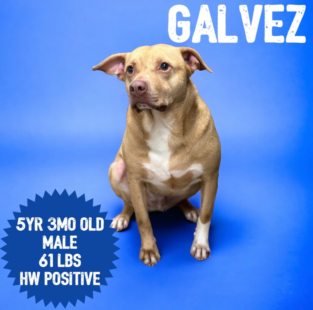 Galvez, an adoptable Pit Bull Terrier in Sorrento, LA, 70778 | Photo Image 1