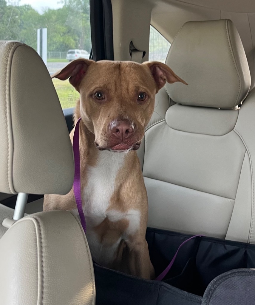 Galvez, an adoptable Pit Bull Terrier in Sorrento, LA, 70778 | Photo Image 2