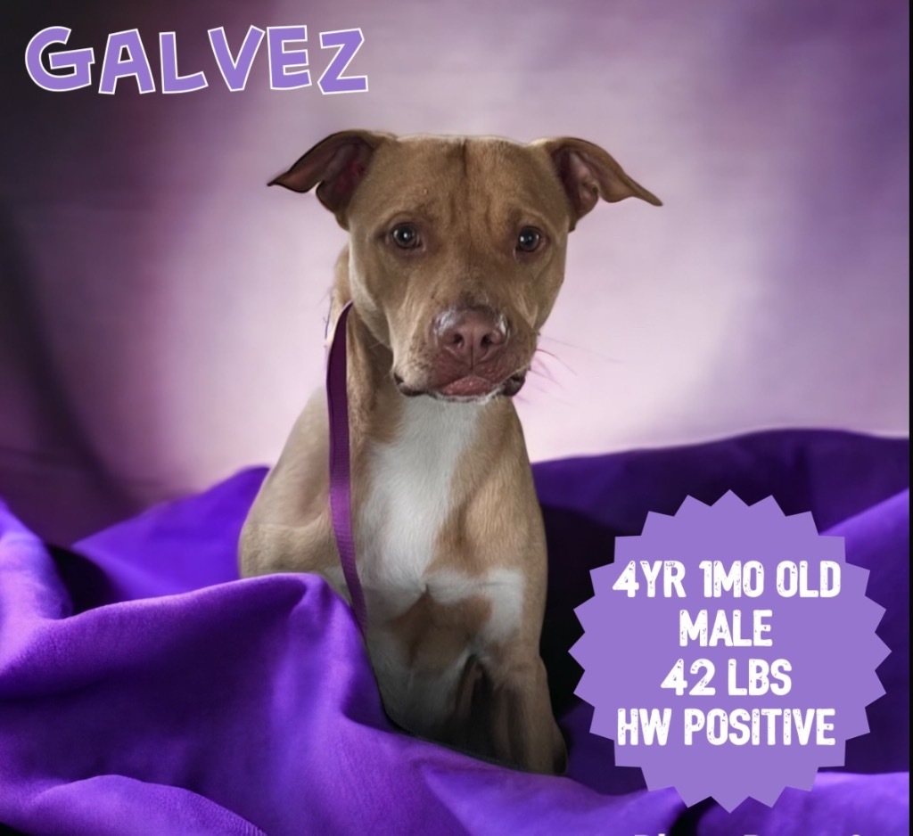 Galvez, an adoptable Pit Bull Terrier in Sorrento, LA, 70778 | Photo Image 3