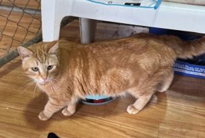 Twix, Adult Male Domestic Short Hair