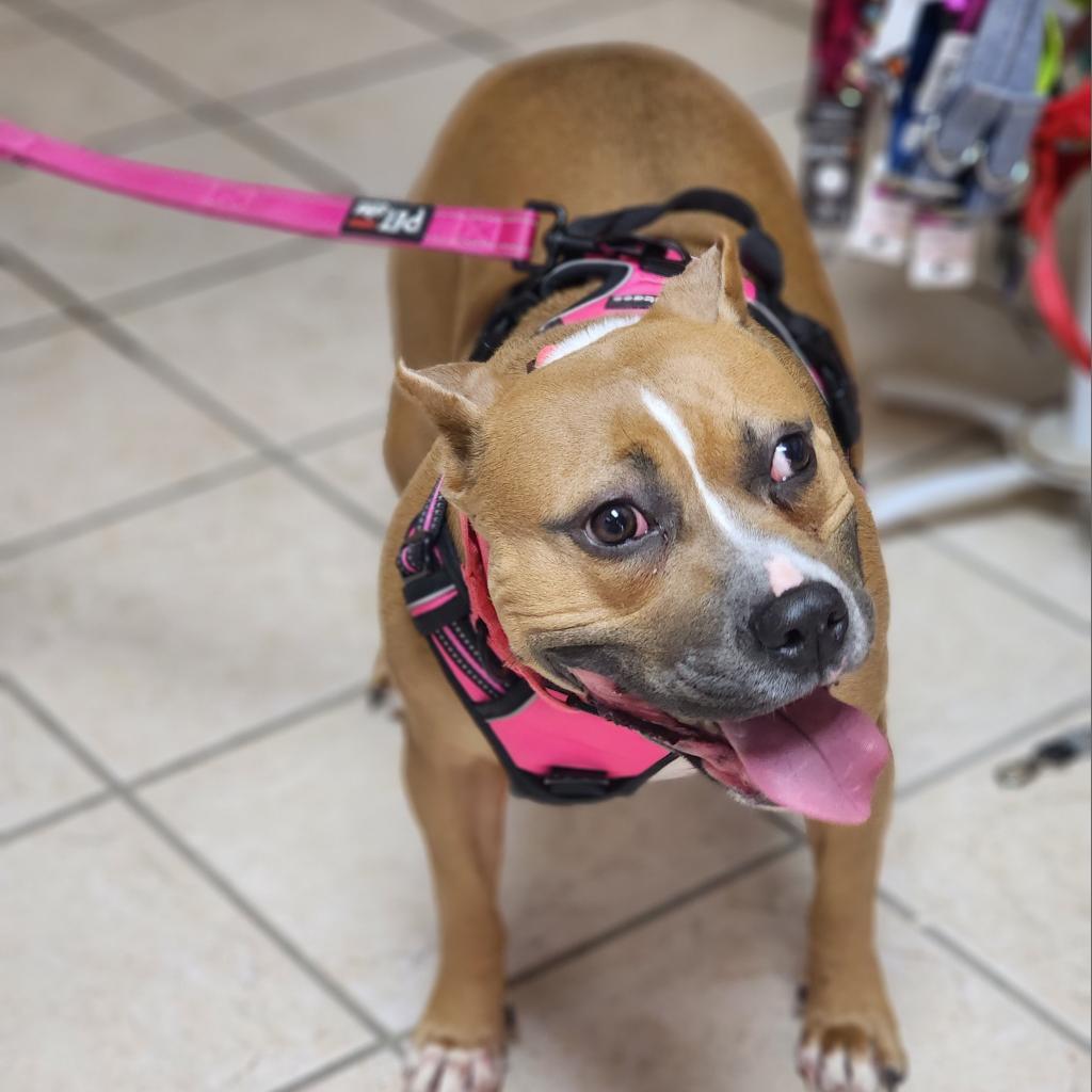 Stella, an adoptable Pit Bull Terrier in Camden, DE, 19934 | Photo Image 1