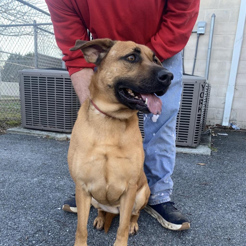 Ginger, an adoptable Black Mouth Cur in Camden, DE, 19934 | Photo Image 1