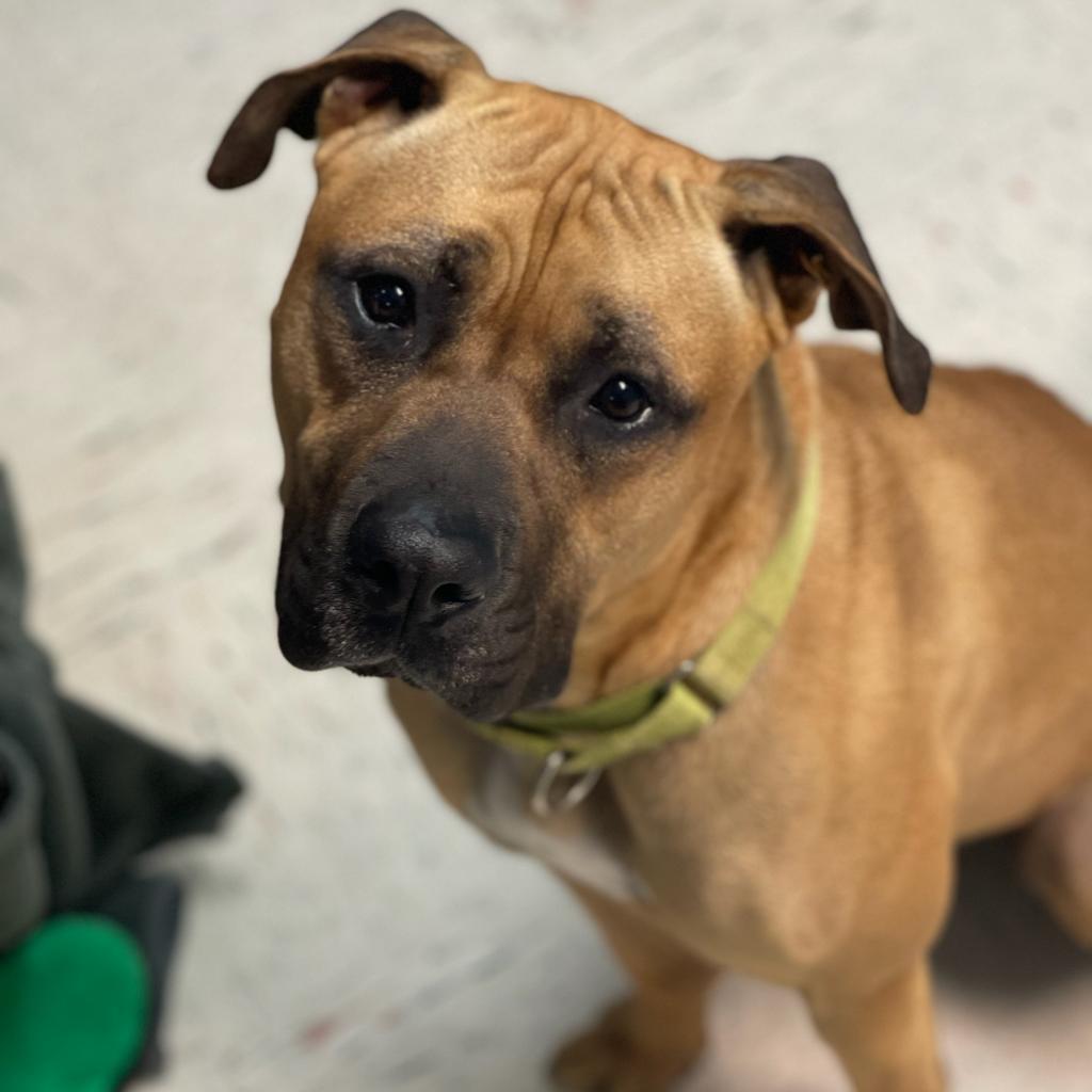 Scooby Doo, an adoptable Cane Corso in Camden, DE, 19934 | Photo Image 1