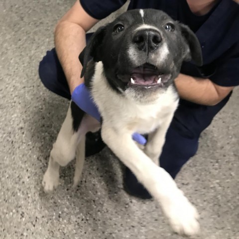 Mondo, an adoptable Mixed Breed in Las Cruces, NM, 88012 | Photo Image 2