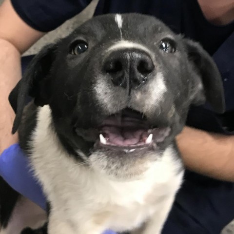 Mondo, an adoptable Mixed Breed in Las Cruces, NM, 88012 | Photo Image 3