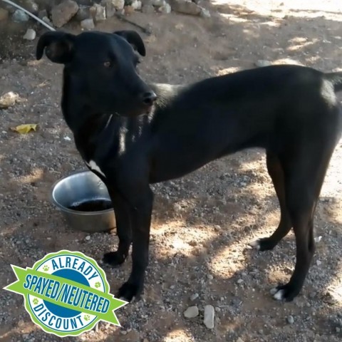 Tinki (Tinker Bell), an adoptable Mixed Breed in Las Cruces, NM, 88012 | Photo Image 1