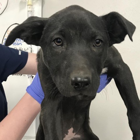 Tinki (Tinker Bell), an adoptable Mixed Breed in Las Cruces, NM, 88012 | Photo Image 3