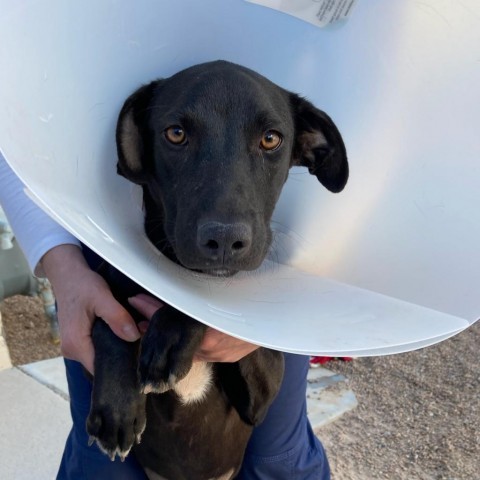 Tinki (Tinker Bell), an adoptable Mixed Breed in Las Cruces, NM, 88012 | Photo Image 4