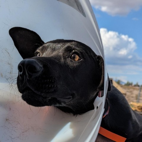 Tinki (Tinker Bell), an adoptable Mixed Breed in Las Cruces, NM, 88012 | Photo Image 5