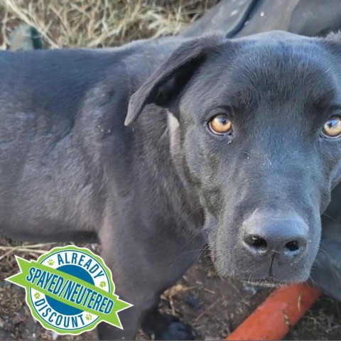 Shadow, an adoptable Mixed Breed in Las Cruces, NM, 88012 | Photo Image 1