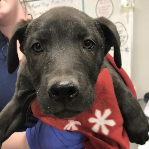 Shadow, an adoptable Mixed Breed in Las Cruces, NM, 88012 | Photo Image 2