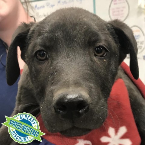 Shadow, an adoptable Mixed Breed in Las Cruces, NM, 88012 | Photo Image 3