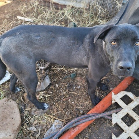 Shadow, an adoptable Mixed Breed in Las Cruces, NM, 88012 | Photo Image 4