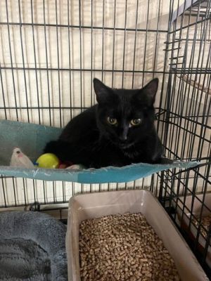 Tully, Young Female Domestic Short Hair