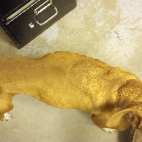 BONEY, an adoptable American Staffordshire Terrier in Mangum, OK, 73554 | Photo Image 2