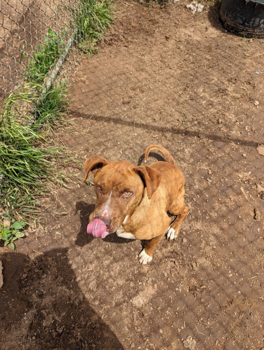 BONEY, an adoptable American Staffordshire Terrier in Mangum, OK, 73554 | Photo Image 4