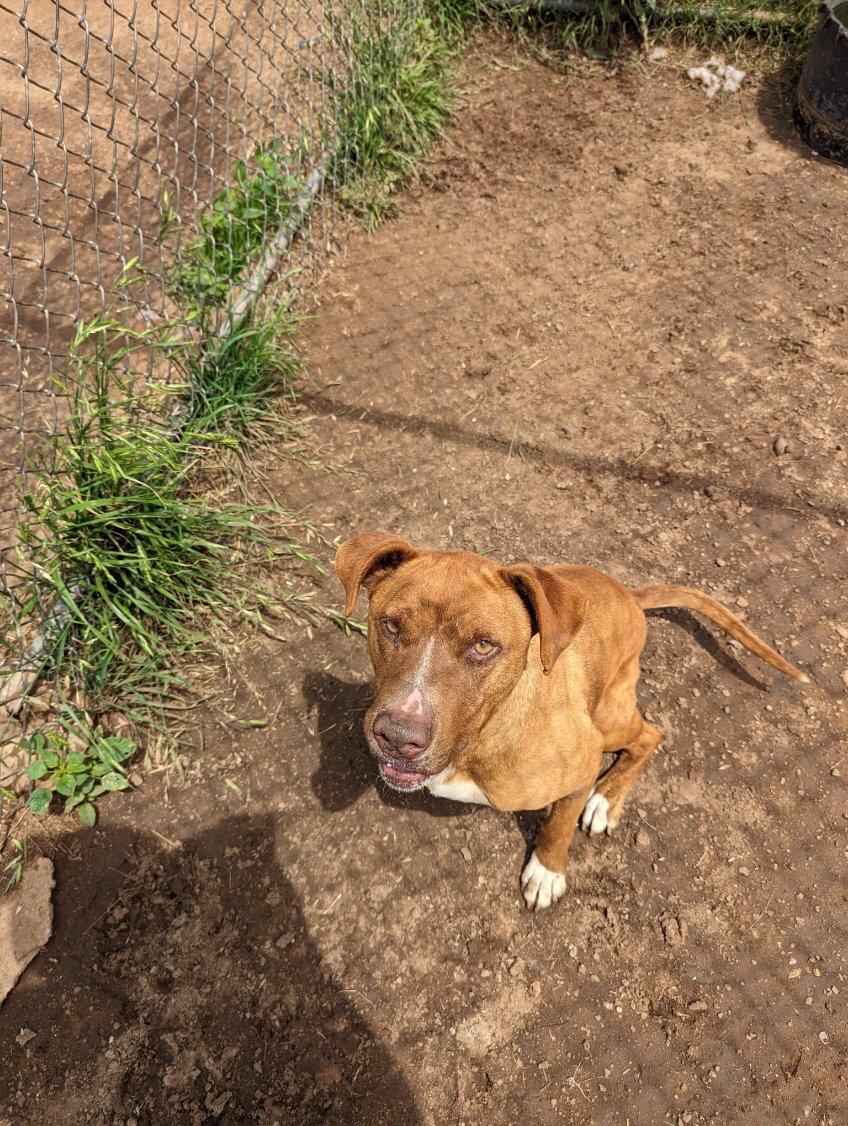 BONEY, an adoptable American Staffordshire Terrier in Mangum, OK, 73554 | Photo Image 5